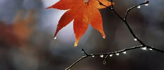  ¶